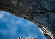 开云体育中国官网-河南嵩山龙门大胜新疆天山雪豹的简单介绍