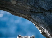 开云体育中国官网-河南嵩山龙门大胜新疆天山雪豹的简单介绍