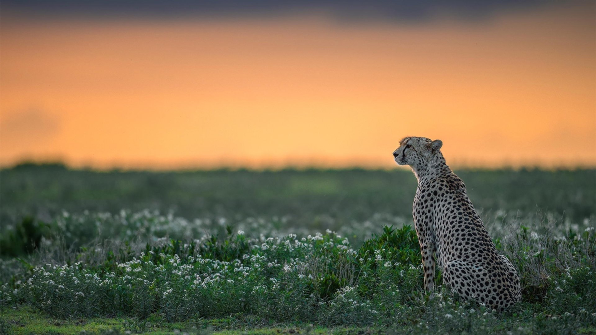 波兰战术压制佛罗伦萨,拉亚成为关键先生