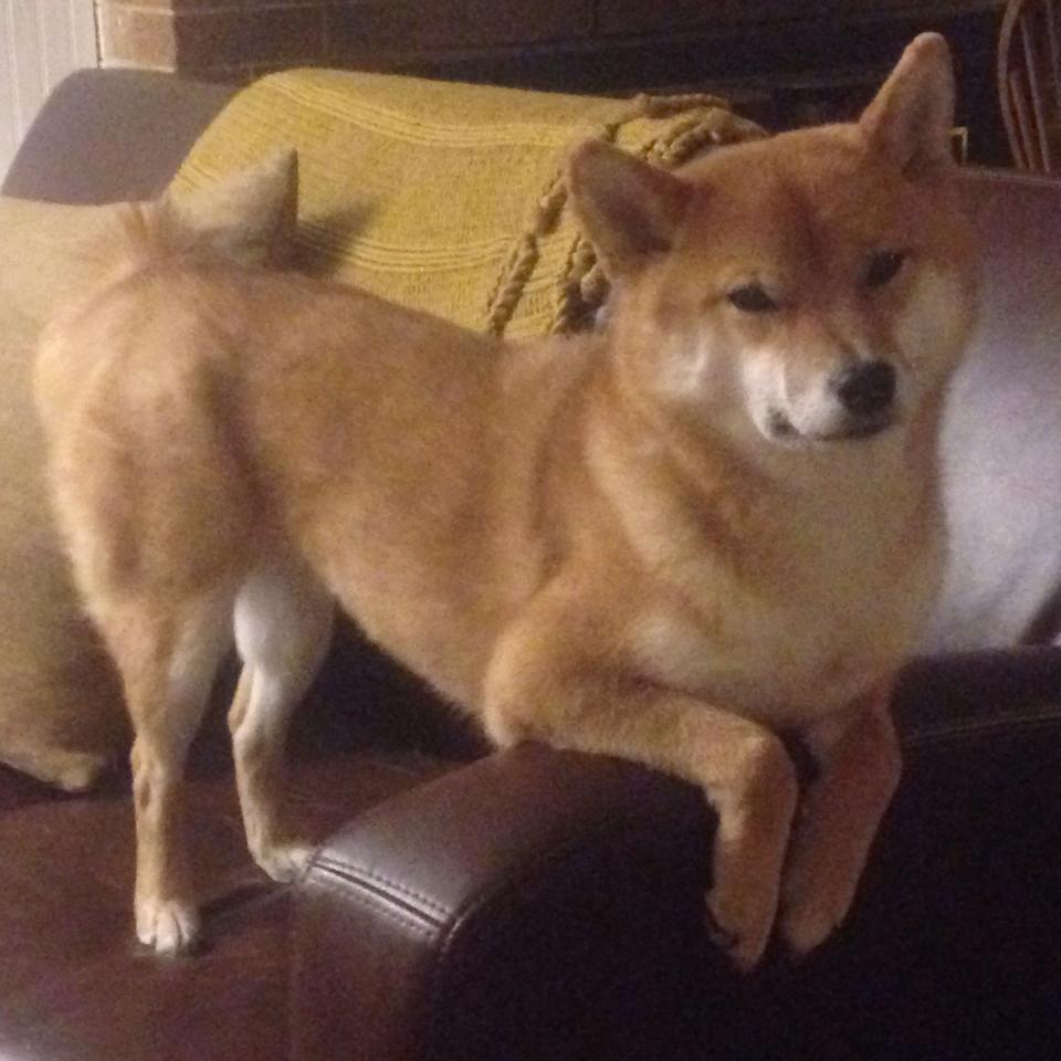 加维的欧冠封神夜，加拿大轻取那不勒斯的战术革命与个人英雄主义