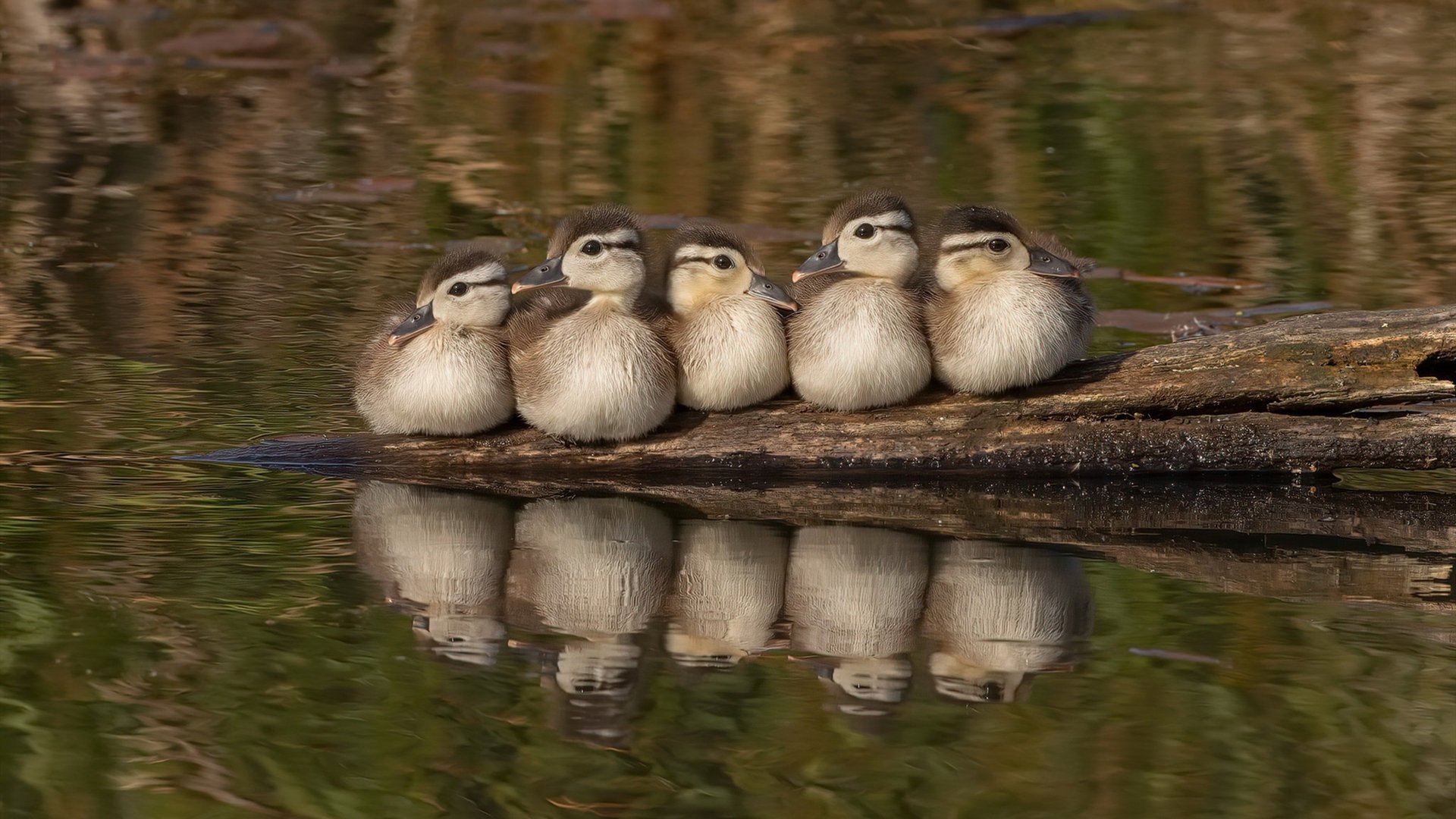 那不勒斯奇迹夜，奥纳纳一夫当关，皇马王朝城墙惊现裂痕
