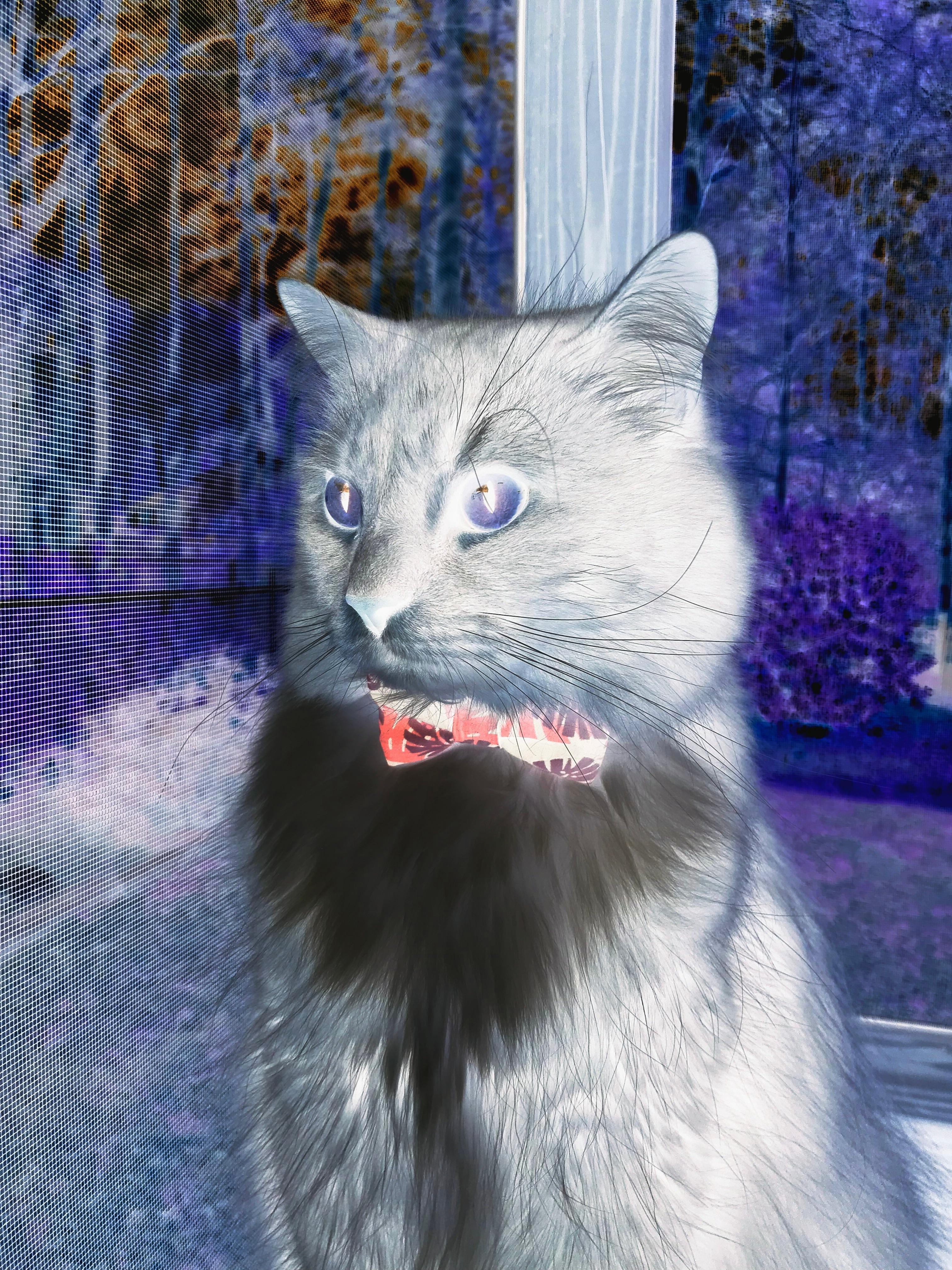 压力下的绽放,奥亚尔萨瓦尔助利物浦轻取尼日利亚,诠释逆境中的唯一性