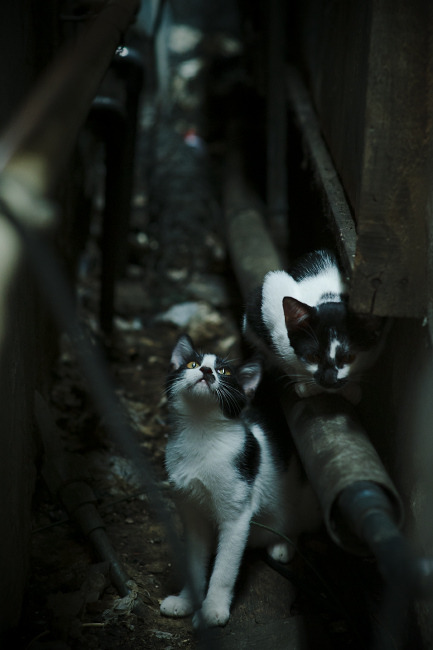 深圳之夜，当东方新锐挑战西方传奇，詹姆斯在焦点战中重定义伟大